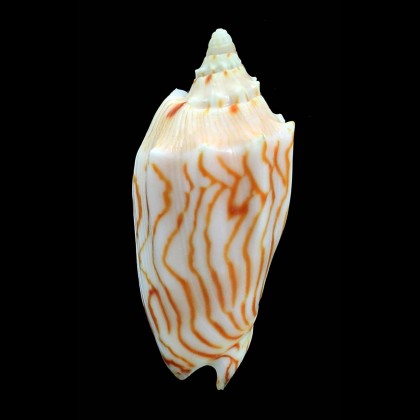 perplicata 70,0mm SUPERB