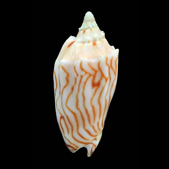 perplicata 70,0mm SUPERB