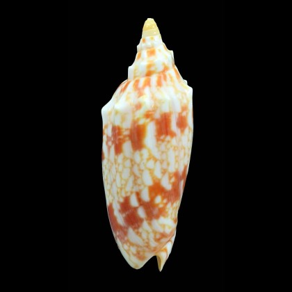 thatcheri 77,0mm