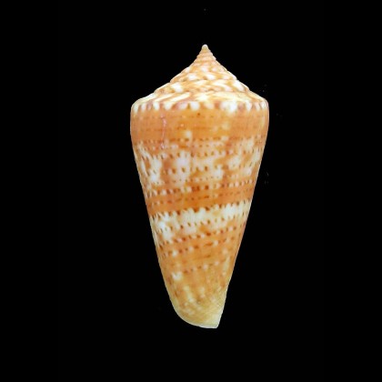 petestimpsoni 42,0mm RARE