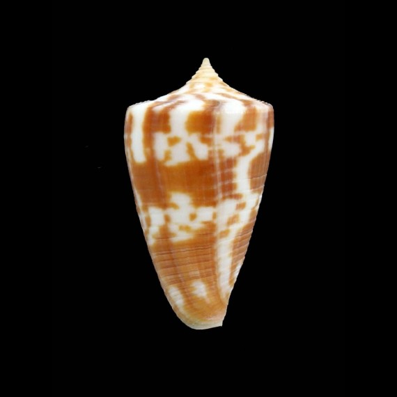 dampierensis 30,0mm