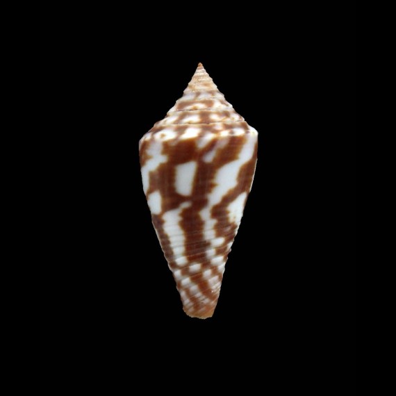 paschalli 23,5mm