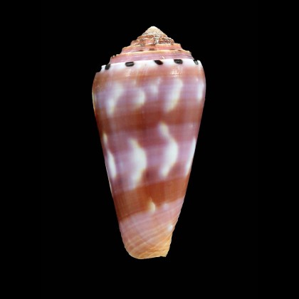 gauguini 56,0mm
