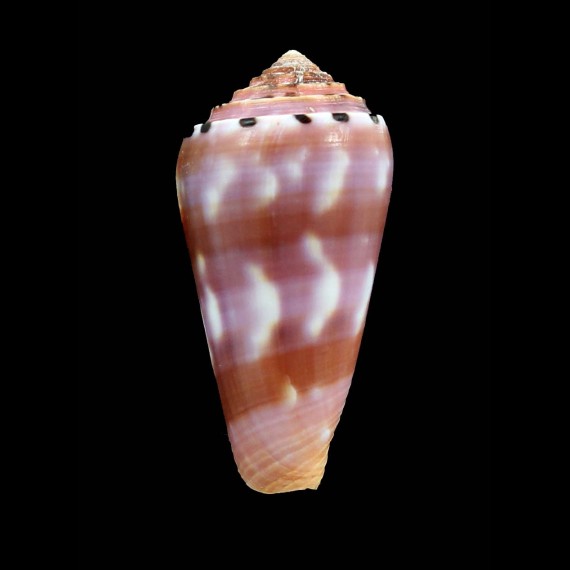 gauguini 56,0mm