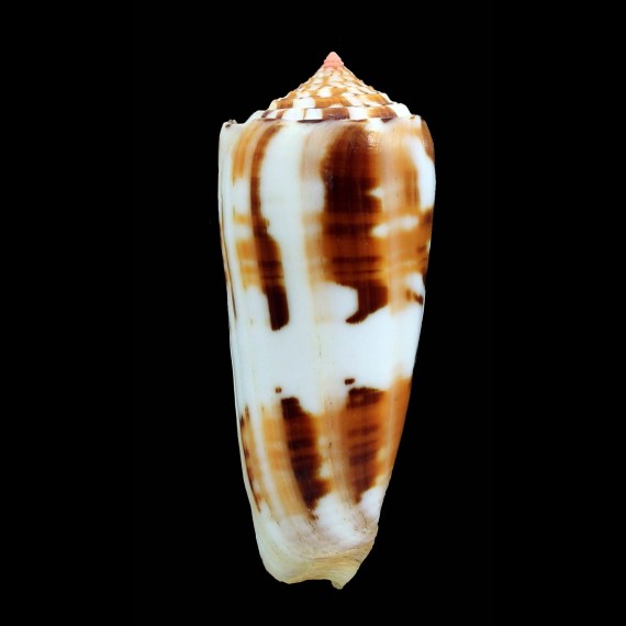 gubernator 89,0mm SPLENDID