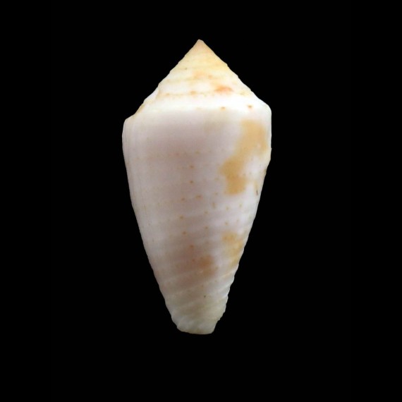 tayrona 23,0mm RARE