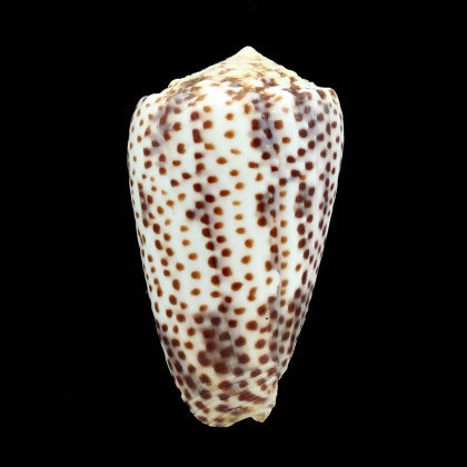 pulicarius vautieri 53,0mm
