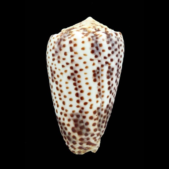 pulicarius vautieri 53,0mm