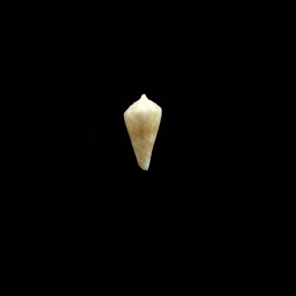zardoyai 11,5mm RARITY