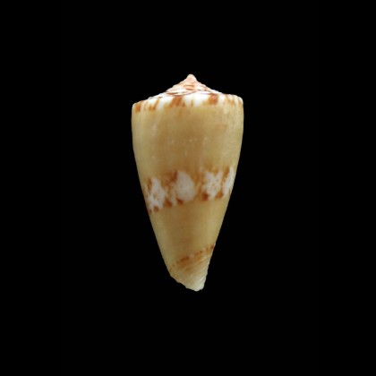uhlei 25,0mm UNCOMMON