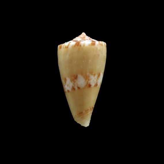 uhlei 25,0mm UNCOMMON