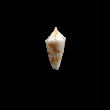 kasieae13,0mm