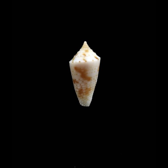 kasieae13,0mm