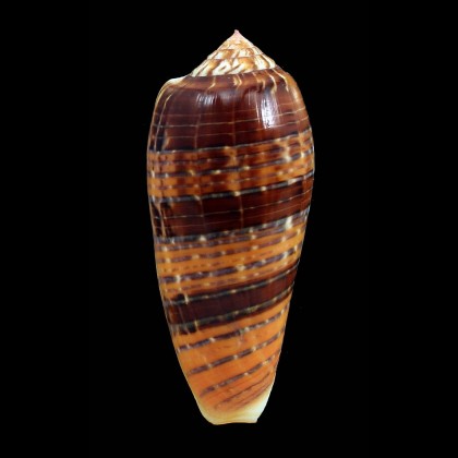 dusaveli 76,0mm SPLENDID