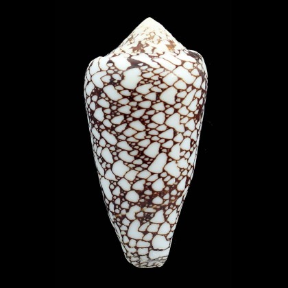 bratcherae 76,1mm WRS