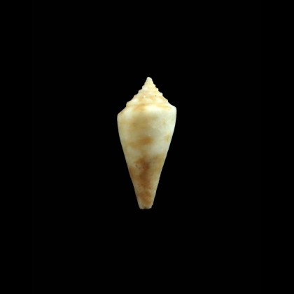 tuberculosus 17,0mm VERY RARE