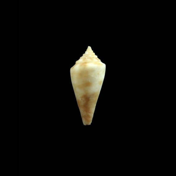 tuberculosus 17,0mm VERY RARE