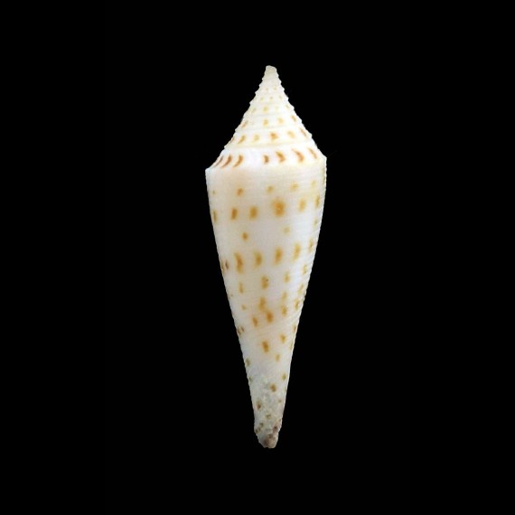 colettae 28,0mm RARITY