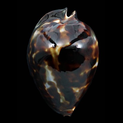 friendii vercoi 75,0mm
