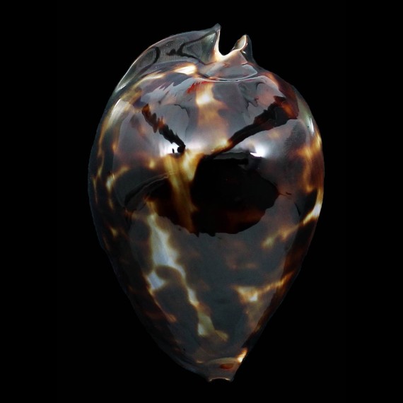 friendii vercoi 75,0mm