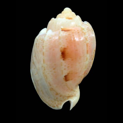 punctata 41,0mm GIANT