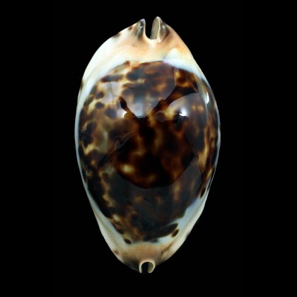 jeaniana praeclara 89,0mm MONSTER