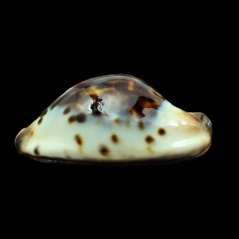 jeaniana praeclara 89,0mm MONSTER