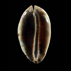 jeaniana praeclara 89,0mm MONSTER