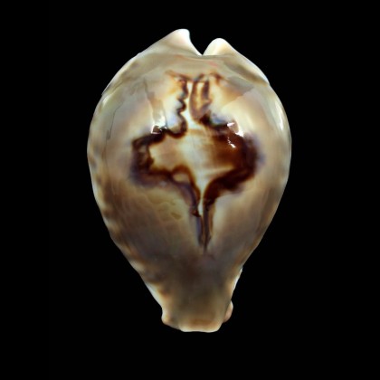 fultoni massieri 67,2mm SPLENDID
