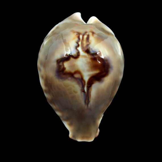fultoni massieri 67,2mm SPLENDID