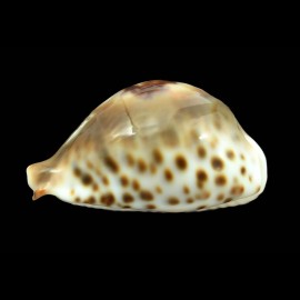 fultoni massieri 67,2mm SPLENDID