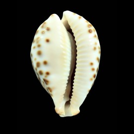 fultoni massieri 67,2mm SPLENDID