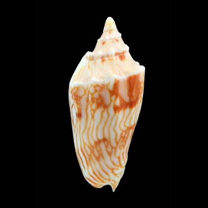 perplicata 97,4mm WRS