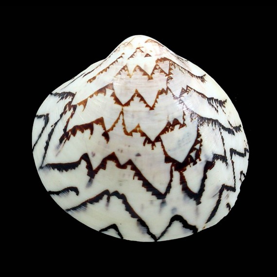 castrensis 53,5mm