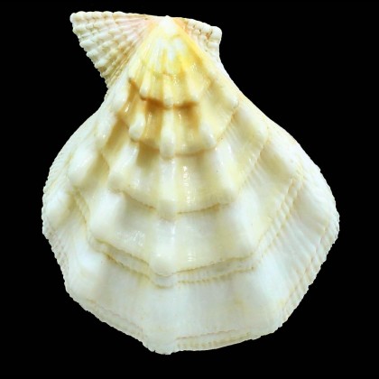 swiftii 107,0mm  YELLOW