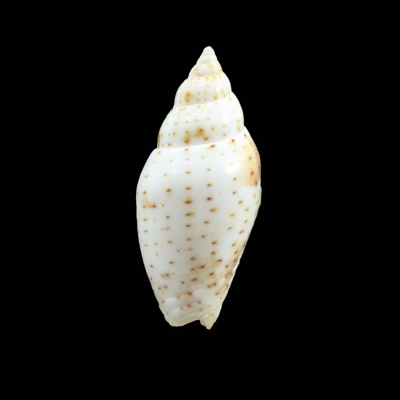 florida 445,0mm BIG