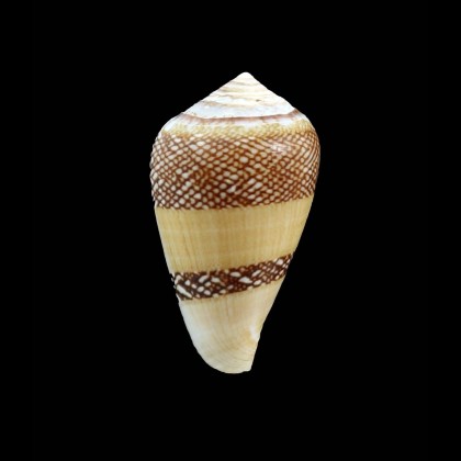 mercator 35,0mm