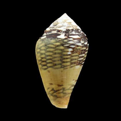 mercator 41,5mm