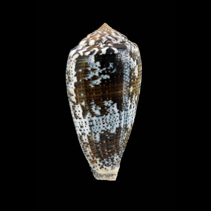 achatinus 73,8mm BIG
