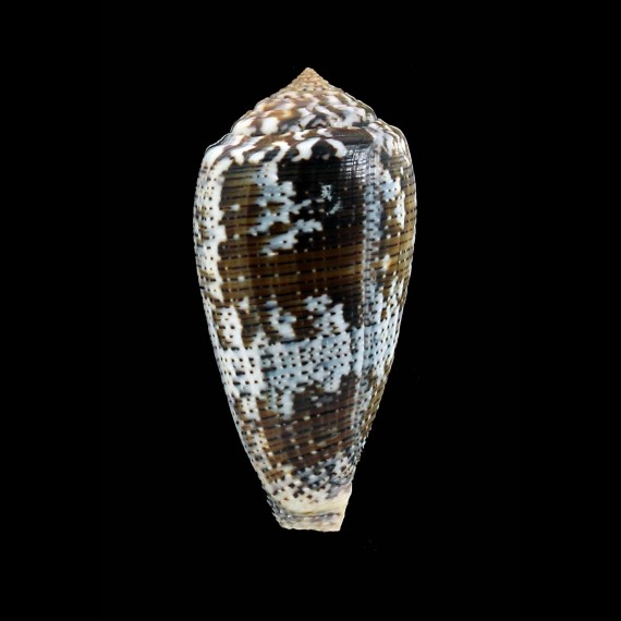 achatinus 73,8mm BIG