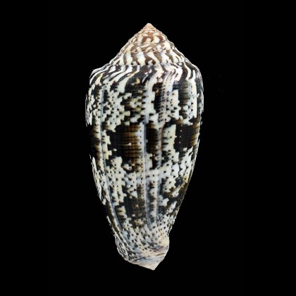 achatinus 75,0mm