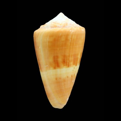 daucus 56,0mm Venezuela