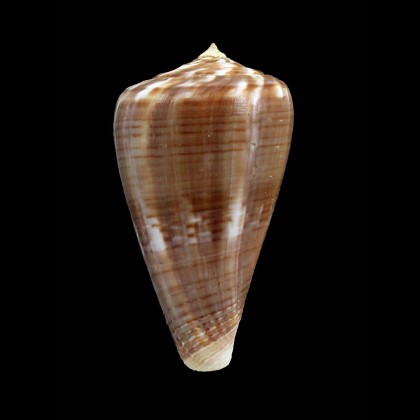 hyaena halli 64,0mm