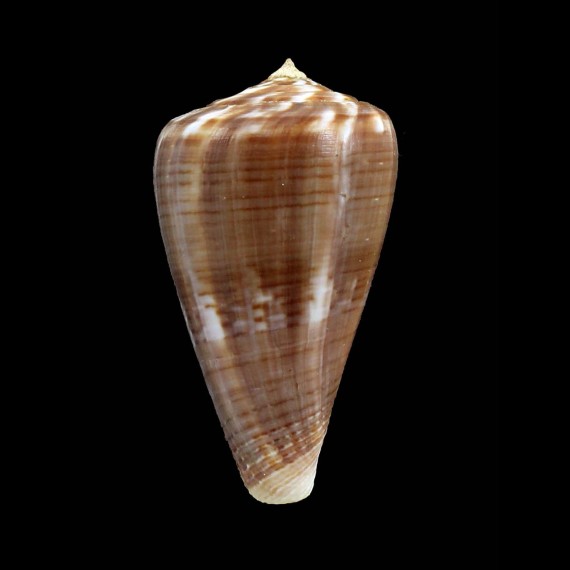 hyaena halli 64,0mm