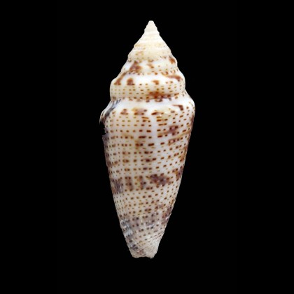 ximenes 52,0mm BIG