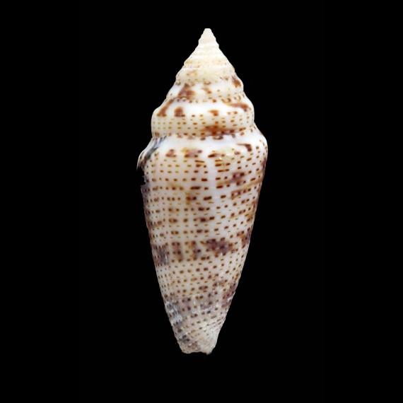 ximenes 52,0mm BIG