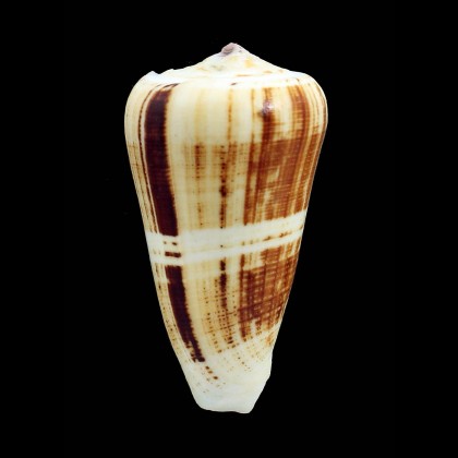 magus raphanus 73,4mm