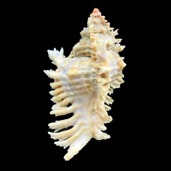 florifer dilectus 81,0mm GIANT