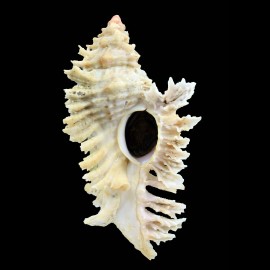 florifer dilectus 81,0mm GIANT
