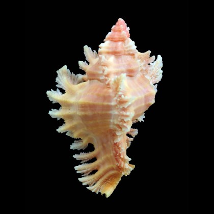 emilyae 57,6mm RARE COLOR